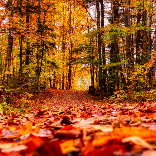 🍁 Comment aider les enfants à accepter le changement de saison en automne ?